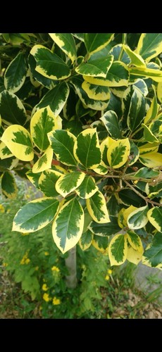 Golden king holly buy get - buy,